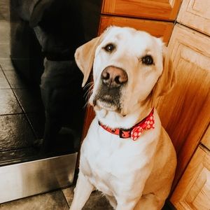 Meet your Posher, Maggie